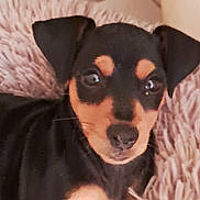 Ava a rejoint le concours — aidez-le/la à gagner de superbes lots ! puppy, dog, black_and_tan, portrait, close_up, pet, animal, floppy_ears, brown_markings, shiny_eyes, nose, indoors, blanket, soft_texture, couch, cozy, sitting, looking_at_camera, cute, photography