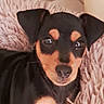 puppy, dog, black_and_tan, portrait, close_up, pet, animal, floppy_ears, brown_markings, shiny_eyes, nose, indoors, blanket, soft_texture, couch, cozy, sitting, looking_at_camera, cute, photography