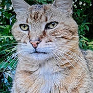 Calinou participe au concours pour gagner de l'argent avec cette photo : cat, tabby, ginger_cat, feline, animal, pet, portrait, close_up, face, eyes, ears, whiskers, fur, nose, serious_expression, outdoor, garden, foliage, greenery, photography