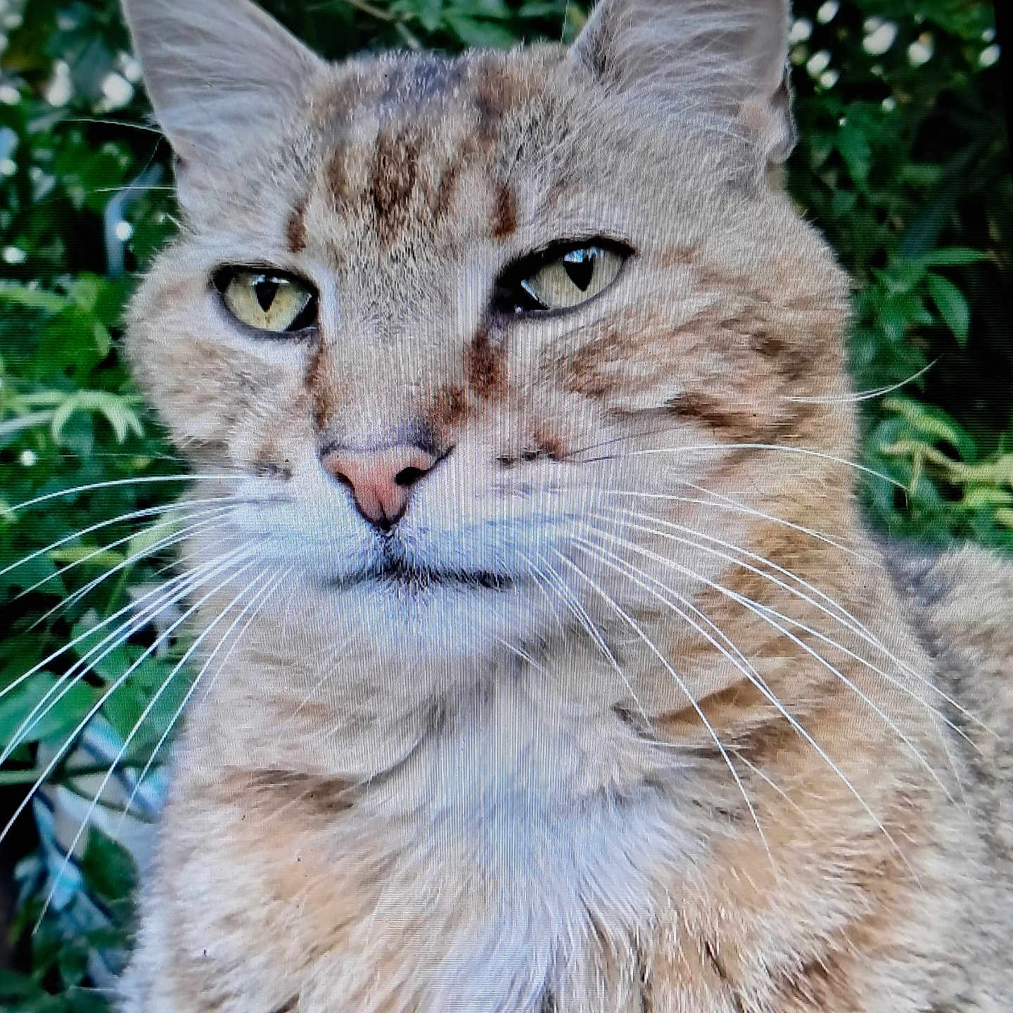 Calinou