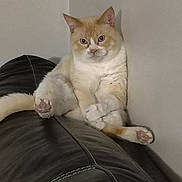 Chunx is registered to the contest to win money with this photo: animal, cat, cream_colored, cute, ears, feline, fur, home, indoor, leather_couch, looking_at_camera, paw, pet, portrait, relaxed, resting, sitting, wall, whiskers, white_fur