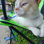 Chunx is registered to the contest to win money with this photo: cat, blue_eyes, outdoor, green_chair, animal, pet, fur, whiskers, close_up, resting, nature, grass, daylight, paws, side_view, relaxed, collar, summer, focus, portrait