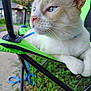 cat, blue_eyes, outdoor, green_chair, animal, pet, fur, whiskers, close_up, resting, nature, grass, daylight, paws, side_view, relaxed, collar, summer, focus, portrait