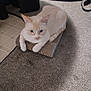 animal, blue_eyes, carpet, cat, cozy, cream_colored, cute, domestic, ears, feline, floor, household, indoor, paws, pet, relaxed, resting, scratch_pad, sitting, whiskers