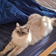 Igloo a rejoint le concours — aidez-le/la à gagner de superbes lots ! cat, fluffy, stretching, bed, bedding, blue_bedspread, white_spots, sunlight, relaxed, feline, indoor, pet, animal, fur, whiskers, paws, ears, resting, cozy, domestic