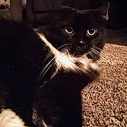 Blu joined the competition — help win amazing prizes! animal, black_cat, carpet, cat, close_up, cozy, curious, domestic_animal, eyes, feline, fur, indoor, laying_down, pet, portrait, resting, soft_fur, warm_lighting, whiskers, white_fur