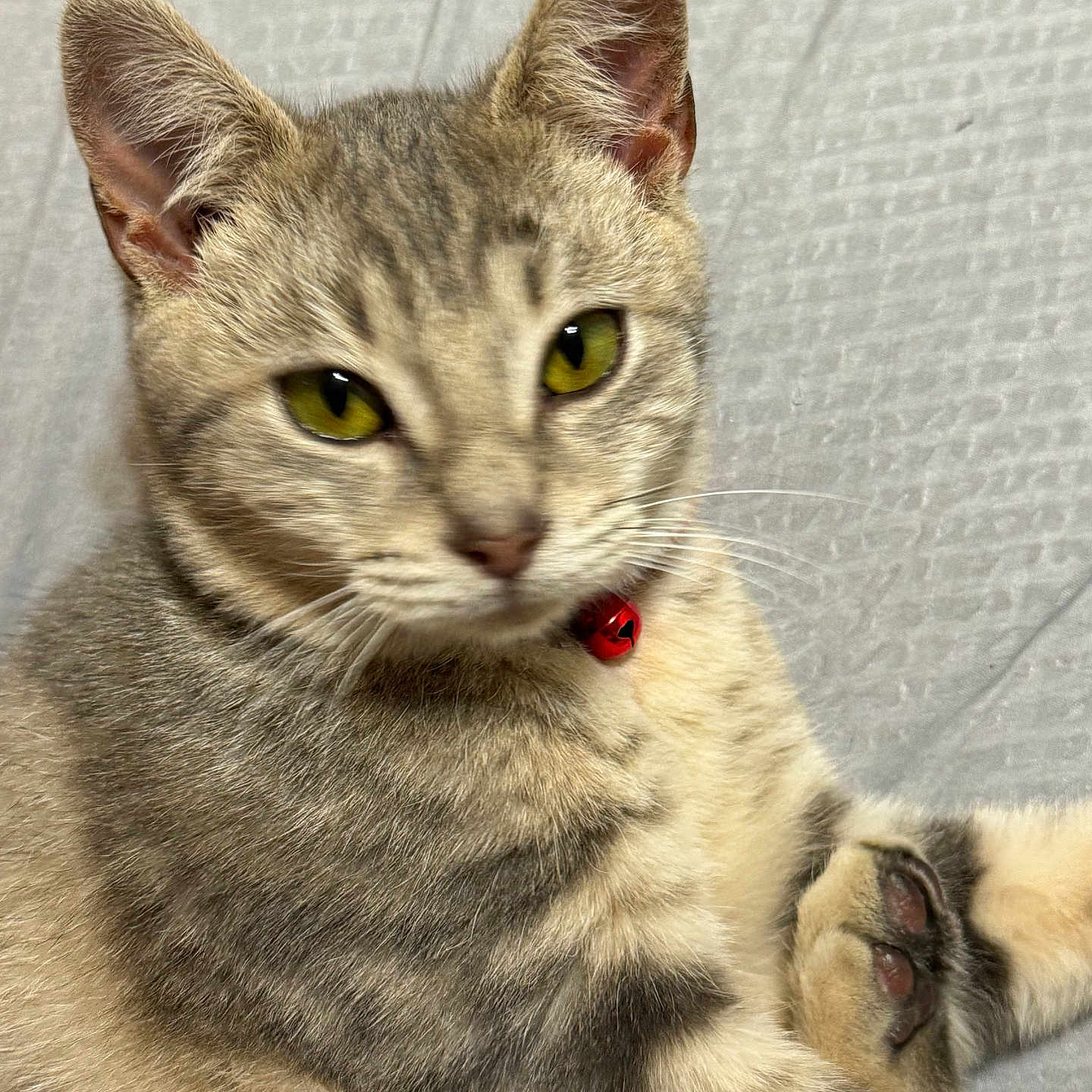 Sophie is registered to the contest to win money with this photo: abyssinian, accessories, angora, animal, brasssection, cat, collar, egyptiancat, horn, jewelry, kitten, leash, manx, musicalinstrument, necklace, pet, siamese, strap