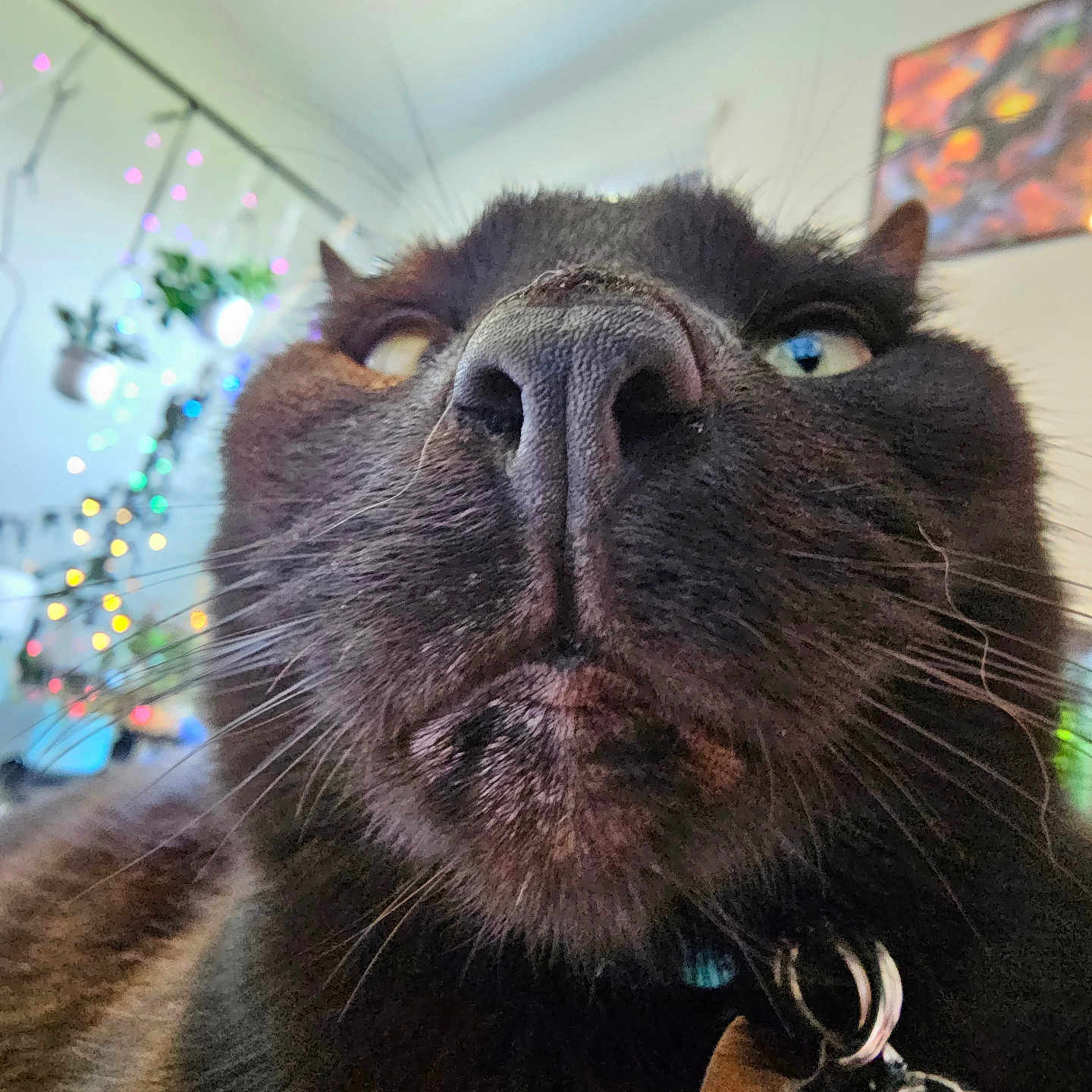 Behemoth is registered to the contest to win money with this photo: animal, black_cat, blurred_background, cat, close_shot, close_up, collar, domestic_animal, expression, eyes, feline, fur, indoor, nose, pet, plants, portrait, string_lights, tag, whiskers
