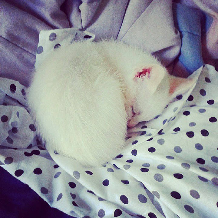 Gojira joined the competition — help win amazing prizes! carnivore, cat, felidae, fur, kitten, nap, puppy, ragdoll, small_to_medium_sized_cats, whiskers