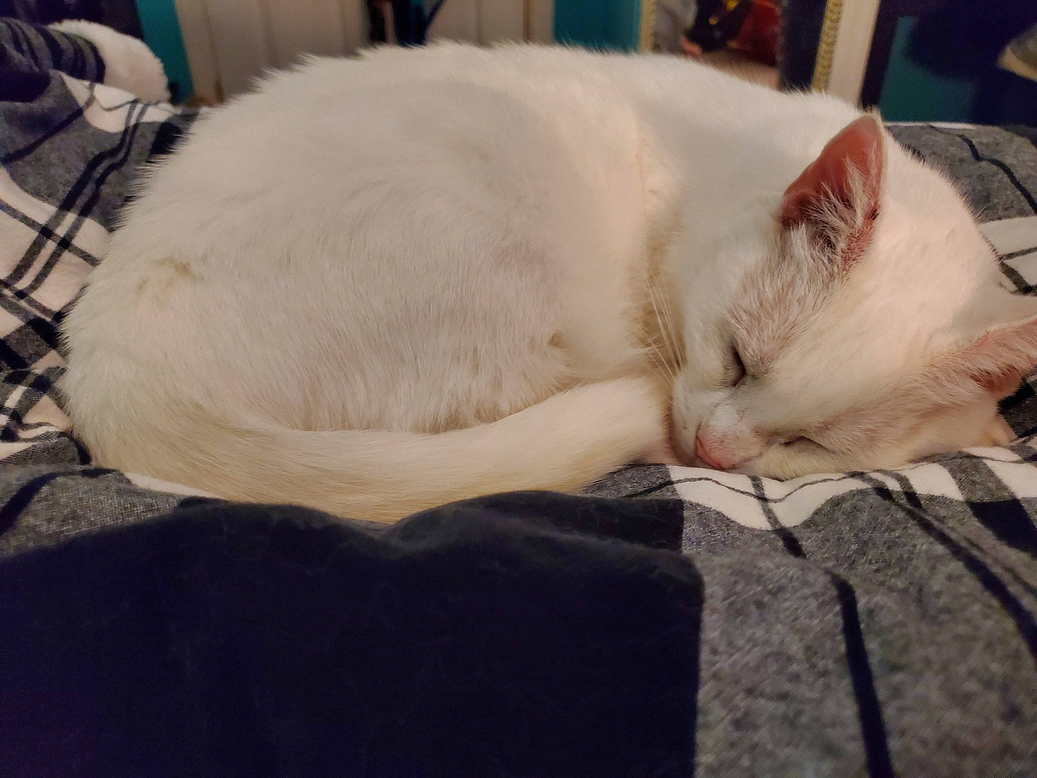 Gojira is registered to the contest to win money with this photo: asian, burmilla, carnivore, cat, colorpoint_shorthair, ear, eye, felidae, fur, khao_manee, nap, nose, sleep, small_to_medium_sized_cats, snout, tail, turkish_angora, turkish_van, whiskers, white