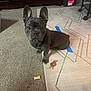 Bandit joined the competition — help win amazing prizes! dog, french_bulldog, pet, indoor, carpet, treats, brown, curious, floor, furniture, storage_boxes, patterned_rug, ears, animal, companion, looking_up, home, cute, canine, sitting