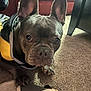 Bandit is registered to the contest to win money with this photo: dog, french_bulldog, pet, indoor, carpet, jacket, curious, animal, canine, closeup, ears, snout, paw, furniture, couch, home, domestic_animal, brown, black, resting