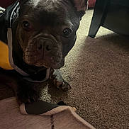 Bandit is registered to the contest to win money with this photo: dog, french_bulldog, pet, indoor, carpet, rug, ears, close_up, animal, canine, curious, looking, fur, paw, nose, face, black_dog, home, floor, furniture