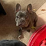 dog, french_bulldog, pet, indoor, carpet, dog_bed, toy, treat, brown, curious, looking_up, ears_up, floor, home, cozy, animal, companion, cute, domestic, waiting