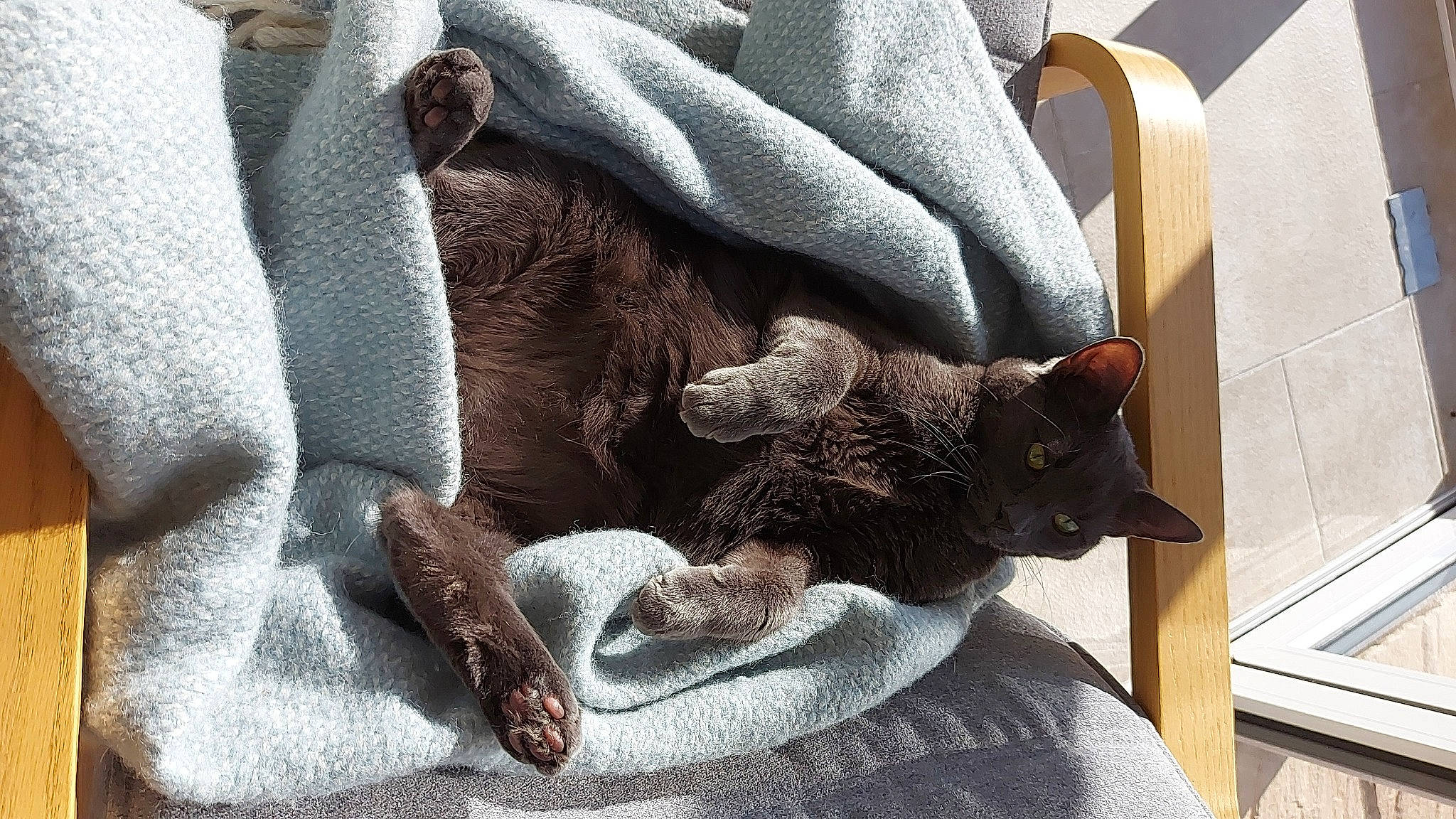 Albert is registered to the contest to win money with this photo: carnivore, cat, cat_supply, chair, claw, comfort, companion_dog, domestic_short_haired_cat, fawn, felidae, fur, grey, linens, room, small_to_medium_sized_cats, sporting_group, tail, textile, whiskers, wood