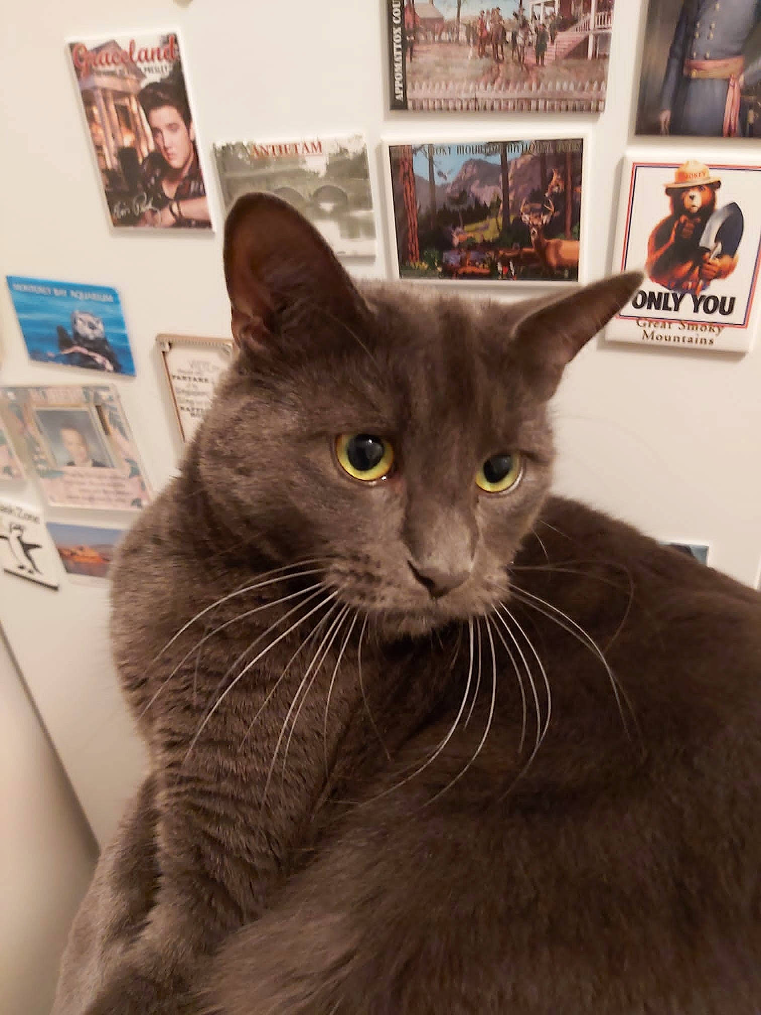 Albert joined the competition — help win amazing prizes! carnivore, cat, domestic_short_haired_cat, felidae, fur, grey, picture_frame, russian_blue, small_to_medium_sized_cats, snout, terrestrial_animal, whiskers