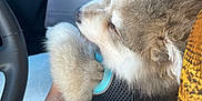 Adès a rejoint le concours — aidez-le/la à gagner de superbes lots ! dog, fluffy, pet, car_interior, lap, harness, hand, steering_wheel, seat, comfort, closeup, gray_fur, white_fur, relaxing, transportation, human, cuddling, casual_clothing, travel, cozy