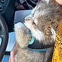 dog, fluffy, pet, car_interior, lap, harness, hand, steering_wheel, seat, comfort, closeup, gray_fur, white_fur, relaxing, transportation, human, cuddling, casual_clothing, travel, cozy
