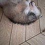 Adès a rejoint le concours — aidez-le/la à gagner de superbes lots ! dog, puppy, lying_down, floor, tile_floor, fluffy, pet, indoor, relaxed, fur, sleeping, animal, cute, mammal, domestic_animal, resting, canine, small_dog