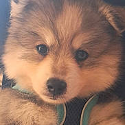 Adès participe au concours pour gagner de l'argent avec cette photo : puppy, dog, close_up, fluffy, cute, pet, canine, fur, face, eyes, nose, young, domestic_animal, animal, mammal, portrait, blue_harness, soft_light, indoor, adorable