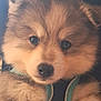 puppy, dog, close_up, fluffy, cute, pet, canine, fur, face, eyes, nose, young, domestic_animal, animal, mammal, portrait, blue_harness, soft_light, indoor, adorable