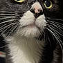 animal, black_fur, cat, close_up, curious, detail, face, feline, fur, head, indoor, macro, nose, pet, portrait, soft_light, tuxedo_cat, whiskers, white_fur, yellow_eyes