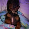 Weenie Bean joined the competition — help win amazing prizes! dog, puppy, dachshund, blanket, sleeping, cozy, bed, cute, pet, animal, fur, collar, resting, indoor, soft, colorful, floral, snuggled, warm, relaxed