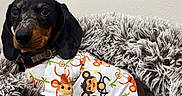 Weenie Bean is registered to the contest to win money with this photo: dog, dachshund, puppy, pet, animal, cute, shirt, clothing, pattern, monkey, bed, fluffy, soft, toy, indoor, cozy, looking, ears, brown, black