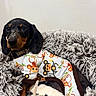 dog, dachshund, puppy, pet, animal, cute, shirt, clothing, pattern, monkey, bed, fluffy, soft, toy, indoor, cozy, looking, ears, brown, black