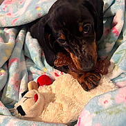 Weenie Bean is registered to the contest to win money with this photo: puppy, dog, dachshund, toy, stuffed_animal, blanket, floral_pattern, chewing, cute, pet, cozy, indoor, brown, black, soft_texture, animal, resting, closeup, playful, snuggle
