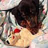 puppy, dog, dachshund, toy, stuffed_animal, blanket, floral_pattern, chewing, cute, pet, cozy, indoor, brown, black, soft_texture, animal, resting, closeup, playful, snuggle