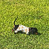 Weenie Bean is registered to the contest to win money with this photo: dog, dachshund, grass, greenery, outdoor, pet, animal, sniffing, sunlight, garden, brick_wall, small_dog, puppy_outfit, playful_clothing, nature, lawn, cute, curious, daytime, canine
