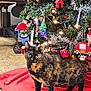 animal, cat, celebration, christmas_tree, colorful, cute, decorations, feline, festive, floor, holiday, indoor, lights, looking, ornaments, pet, red_tree_skirt, standing, tortoiseshell, wood_floor