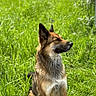 dog, grass, outdoor, sunlight, animal, pet, nature, sitting, brown, fur, ears, canine, relaxed, daytime, greenery, muzzle, side_view, peaceful, portrait, summer