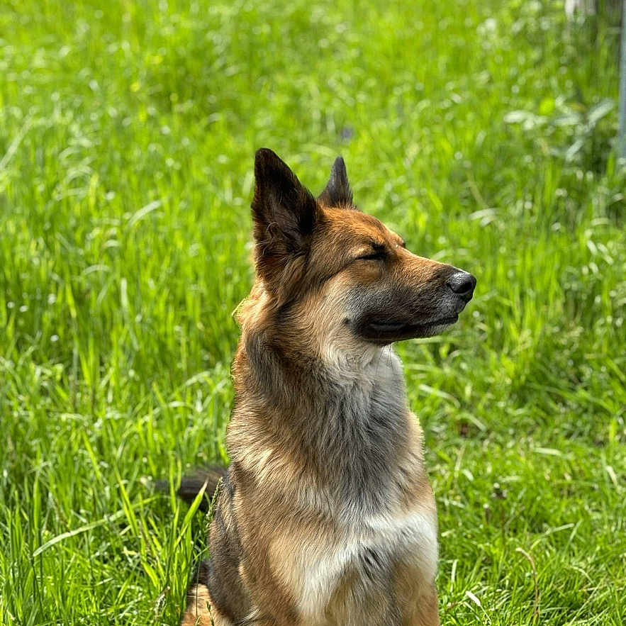 Zion a rejoint le concours — aidez-le/la à gagner de superbes lots ! dog, grass, outdoor, sunlight, animal, pet, nature, sitting, brown, fur, ears, canine, relaxed, daytime, greenery, muzzle, side_view, peaceful, portrait, summer