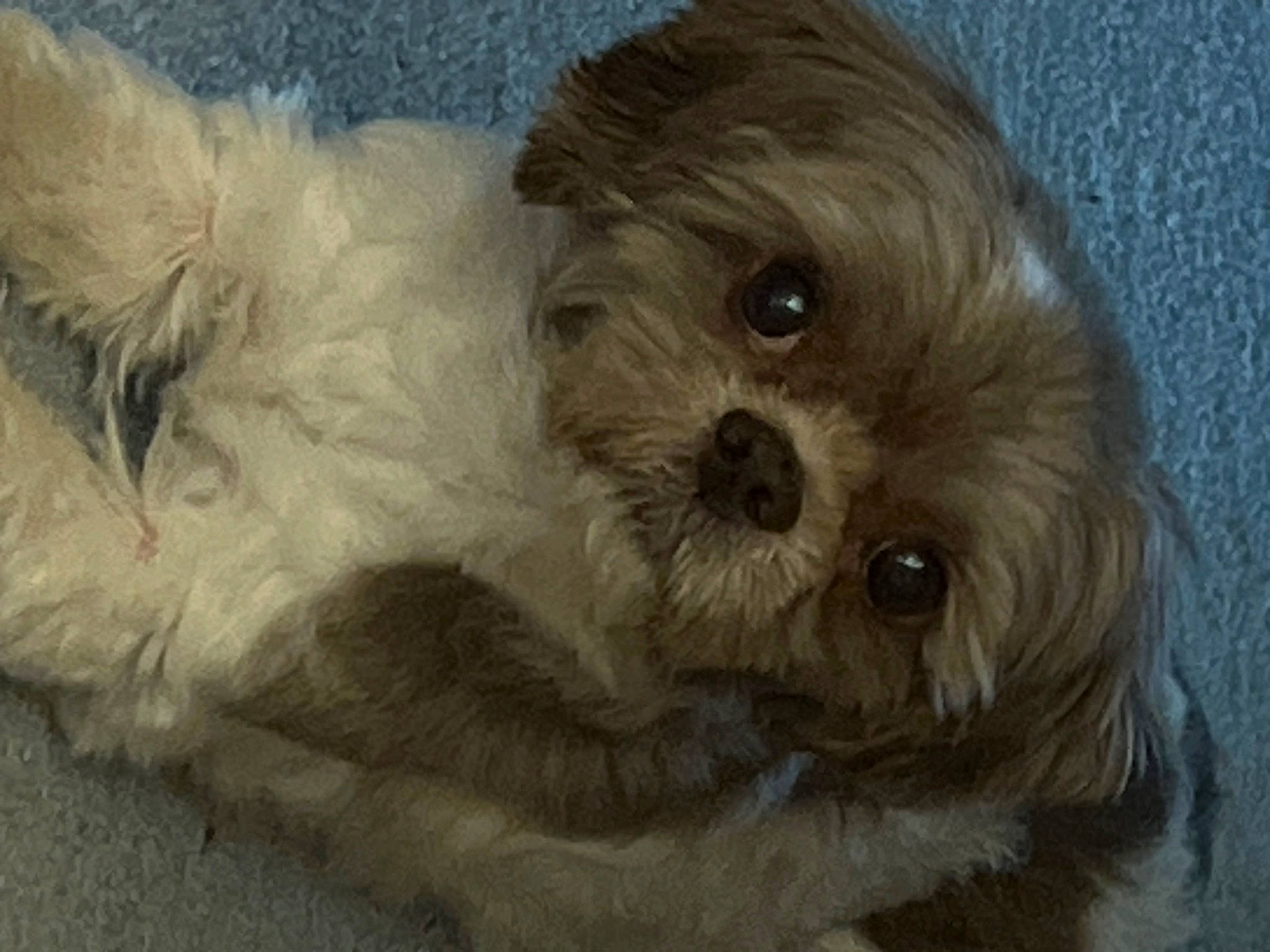 Grace is registered to the contest to win money with this photo: canidae, carnivore, cockapoo, companion_dog, dog, dog_breed, fur, liver, mal_shi, poodle_crossbreed, puppy_love, shih_poo, shih_tzu, small_terrier, snout, sporting_group, terrier, toy_dog, whiskers, working_animal