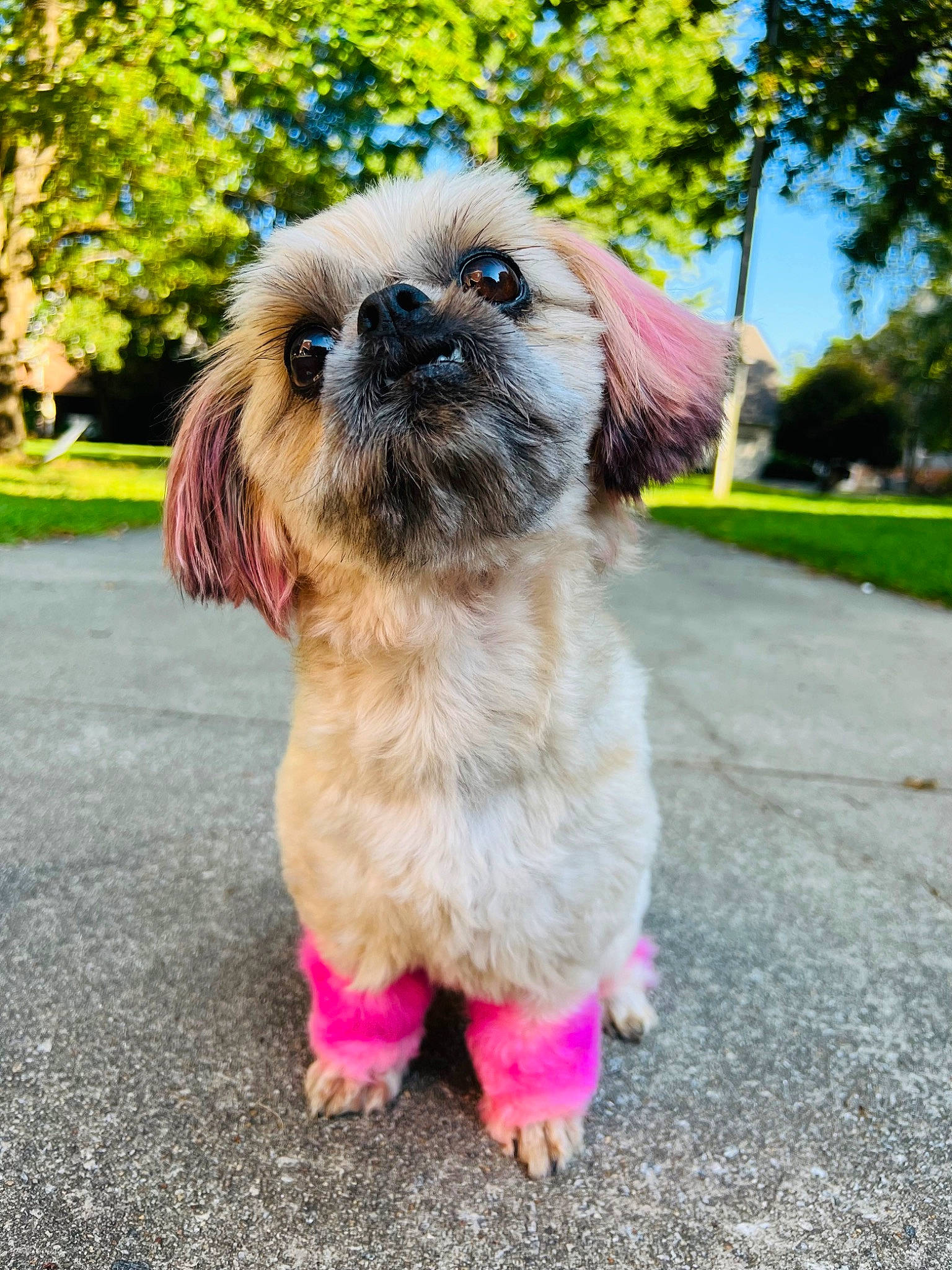 Marley is registered to the contest to win money with this photo: asphalt, canidae, carnivore, companion_dog, dog, dog_breed, dog_supply, fawn, fur, grass, liver, plant, road_surface, shih_tzu, sky, snout, sporting_group, toy_dog, tree, working_animal