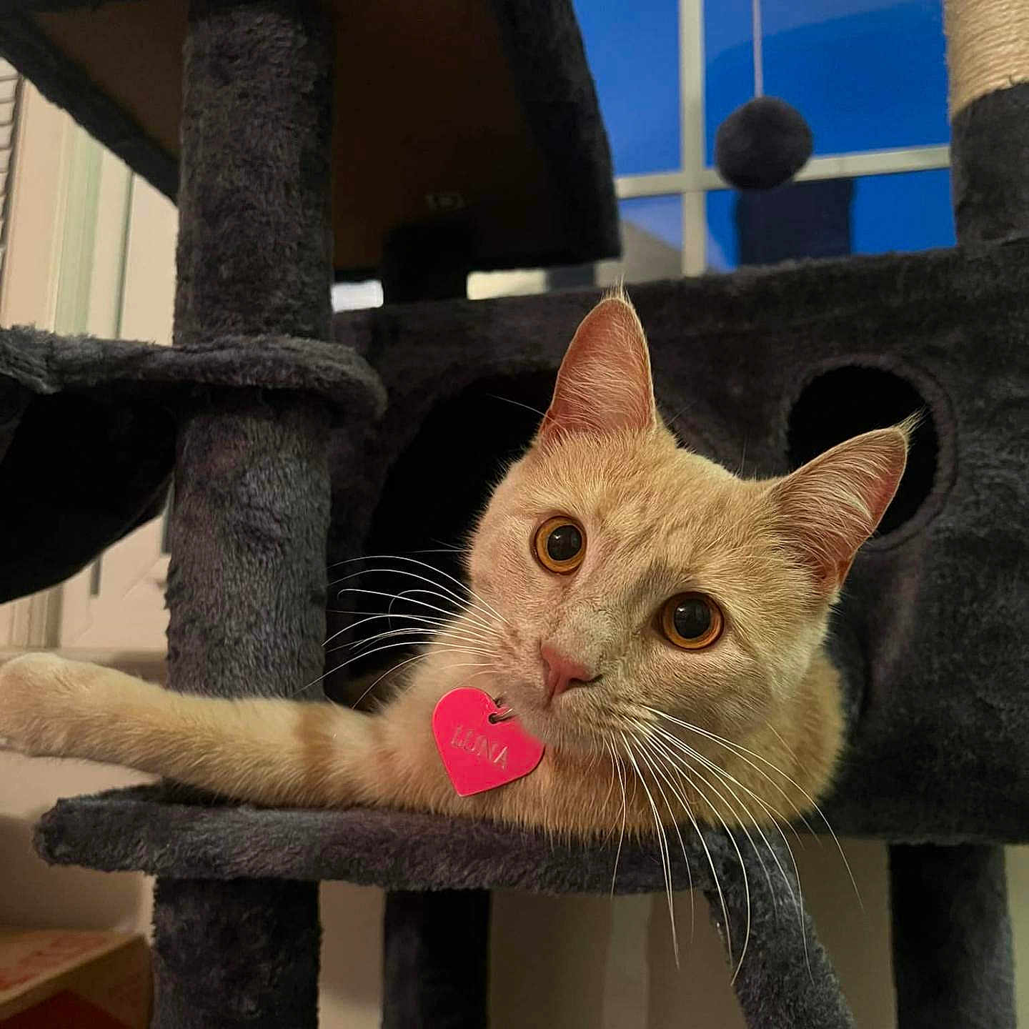 Luna joined the competition — help win amazing prizes! abyssinian, angora, animal, architecture, building, cat, face, head, kitten, manx, outdoors, person, pet, photography, plush, portrait, shelter, siamese, symbol, wood