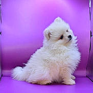 Paris joined the competition — help win amazing prizes! puppy, dog, fluffy, white, cute, pet, animal, studio, purple_background, sitting, fur, small_dog, adorable, portrait, side_view, innocent, young, companion, domestic_animal, curious