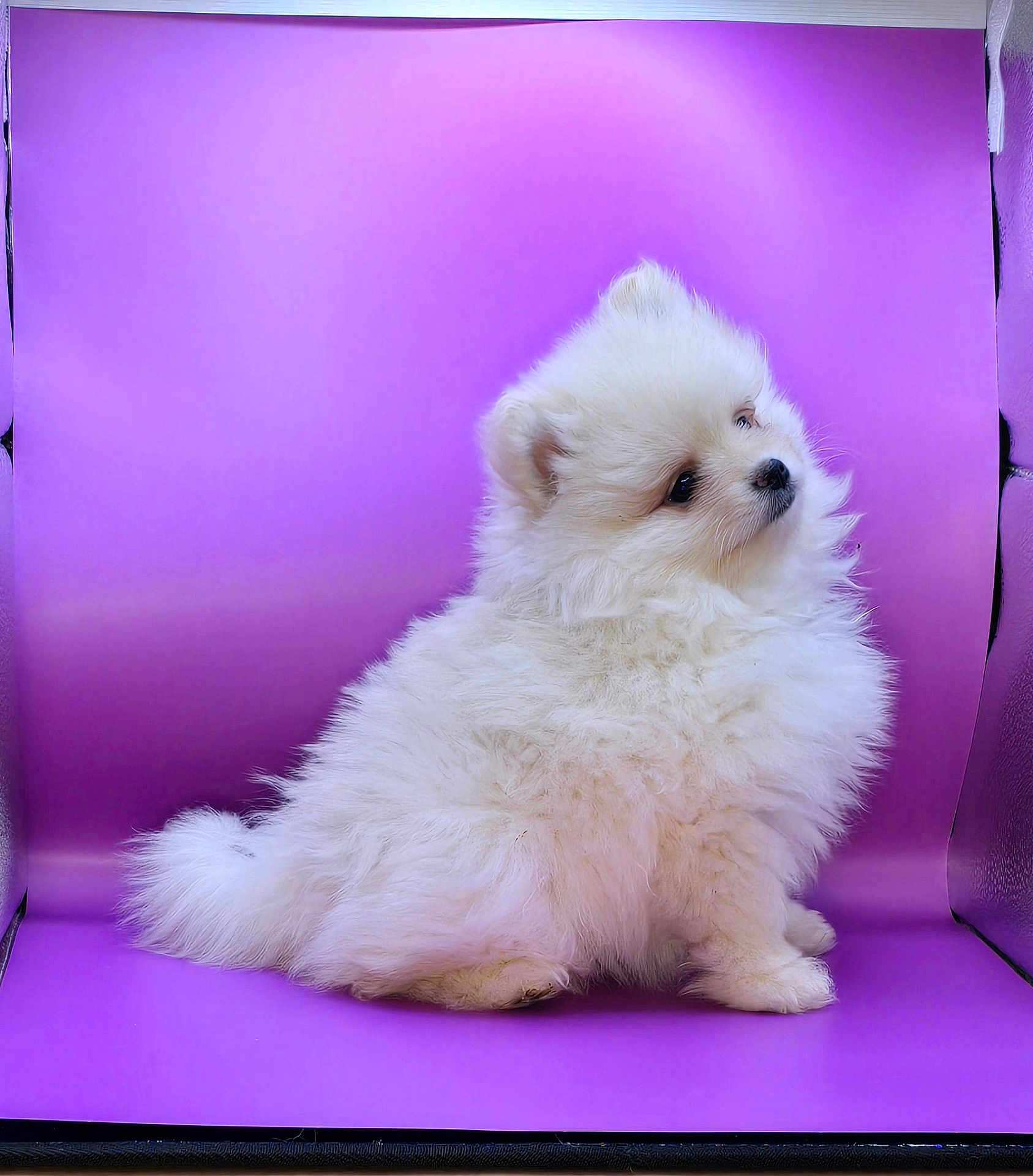 Paris joined the competition — help win amazing prizes! puppy, dog, fluffy, white, cute, pet, animal, studio, purple_background, sitting, fur, small_dog, adorable, portrait, side_view, innocent, young, companion, domestic_animal, curious