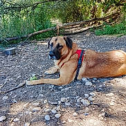 Kenzo participe au concours pour gagner de l'argent avec cette photo : dog, outdoor, nature, forest, dirt_path, rocks, greenery, tree, leaves, sunlight, pet, canine, resting, harness, tennis_ball, animal, relaxed, summer, daylight, ground