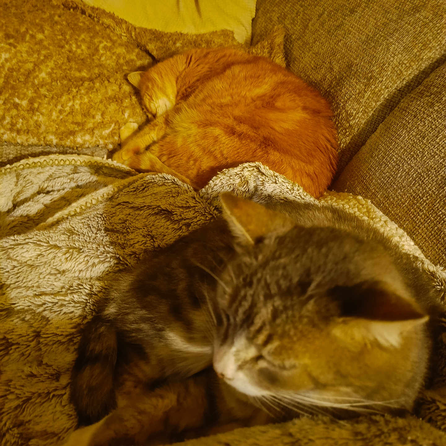 Safran Et Alfie