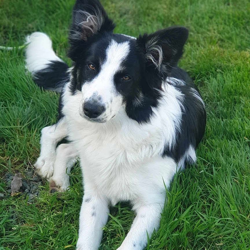 Plume participe au concours pour gagner de l'argent avec cette photo : animal, ball, canine, cockerspaniel, collie, dog, field, grass, grassland, green, lawn, nature, outdoors, pet, plant, puppy, sphere, sport, tennis, tennisball