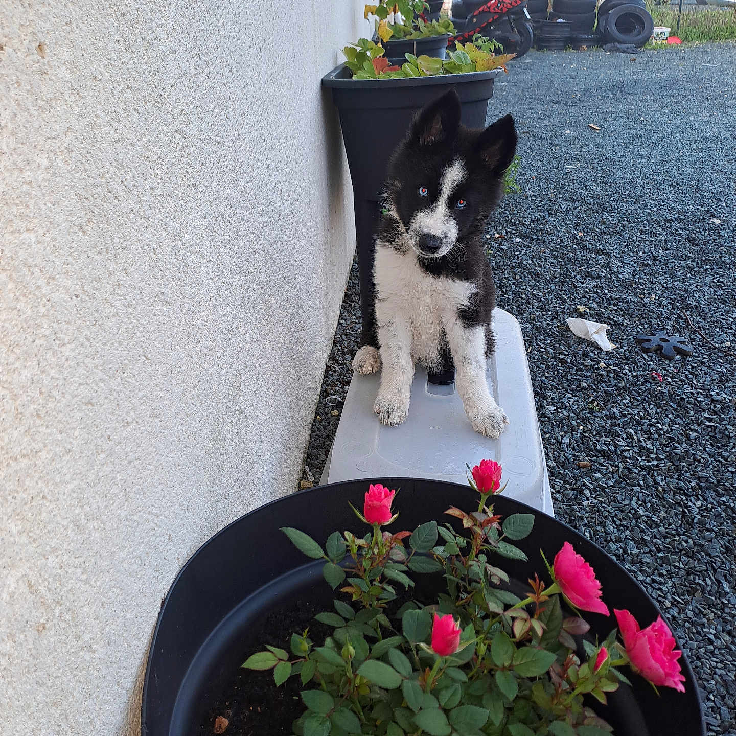 Oreo