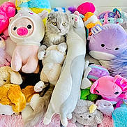 Asher Stone joined the competition — help win amazing prizes! animal, cat, close_up, colorful, comfort, cozy, cute, feline, fluffy, gray_cat, home, indoor, pet, playful, plush_toys, relaxed, resting, soft_toys, stuffed_animals, toy_pile