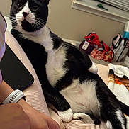 Castiel joined the competition — help win amazing prizes! animal, bag, black_and_white, blanket, blinds, cat, cozy, curious, domestic, fur, furniture, home, human_hand, indoor, paw, pet, relaxed, resting, tuxedo_cat, window