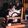 cat, black_and_white, basket, wooden_board, indoor, fur, pet, animal, relaxed, closeup, table, domestic, whiskers, eyes, face, cute, feline, cozy, sitting, portrait
