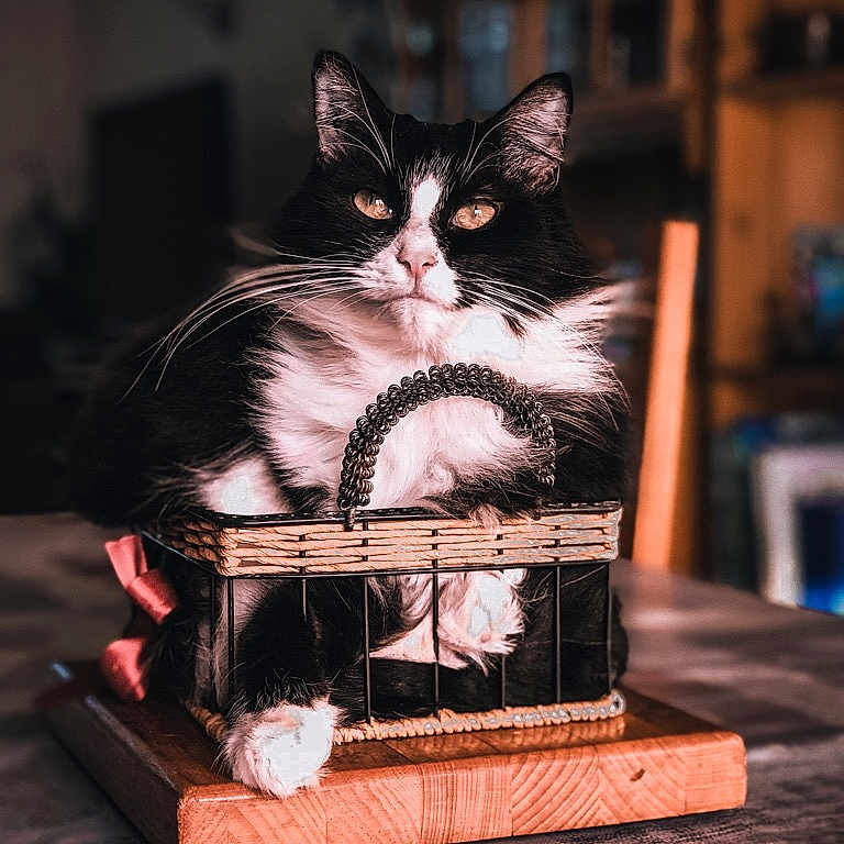 Léonie a rejoint le concours — aidez-le/la à gagner de superbes lots ! animal, basket, black_and_white, cat, closeup, cozy, cute, domestic, eyes, face, feline, fur, indoor, pet, portrait, relaxed, sitting, table, whiskers, wooden_board
