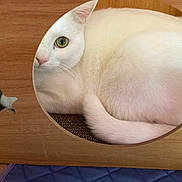 Snow a rejoint le concours — aidez-le/la à gagner de superbes lots ! cat, white_cat, green_eyes, wooden_box, circular_opening, star_cutouts, curled_up, cozy, indoor, pet, feline, tail, fur, looking_out, resting, cute, animal, domestic_cat, wood, box