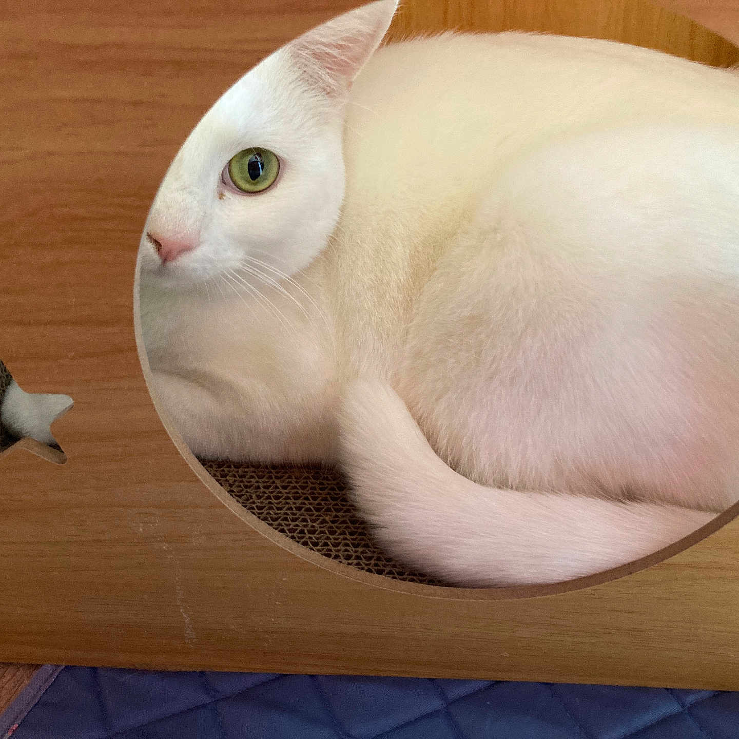 Snow a rejoint le concours — aidez-le/la à gagner de superbes lots ! cat, white_cat, green_eyes, wooden_box, circular_opening, star_cutouts, curled_up, cozy, indoor, pet, feline, tail, fur, looking_out, resting, cute, animal, domestic_cat, wood, box